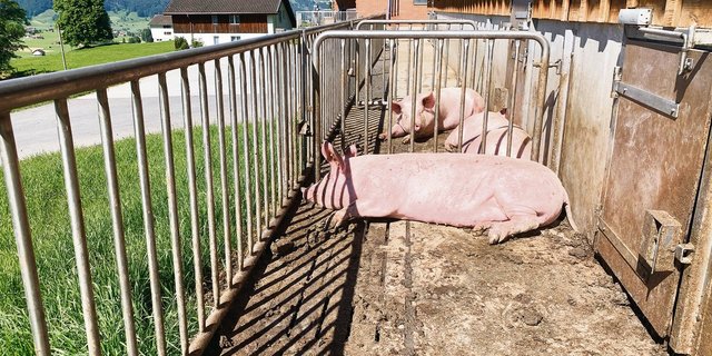 Schweinestall mit Auslauf: Die Branche soll transparent darüber informieren, wie in der Schweiz Schweinefleisch produziert wird. Das fordert Suisseporcs-Vizepräsident Urs Haslebacher. (Bild BauZ)
