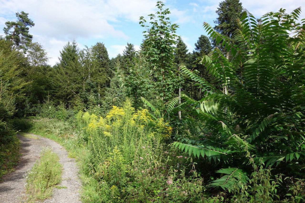 Invasive Neophyten wie die Kanadische Goldrute (gelb blühend) und der Götterbaum (rechts) sind schwer zu bekämpfen und verdrängen einheimische Arten. (Bild Wald Schweiz)