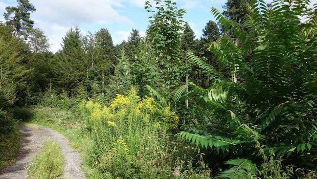 Invasive Neophyten wie die Kanadische Goldrute (gelb blühend) und der Götterbaum (rechts) sind schwer zu bekämpfen und verdrängen einheimische Arten. (Bild Wald Schweiz)