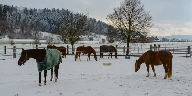 Je nach Pferd und Situation entscheiden: Gedeckte und ungedeckte Pferde auf der Winterweide. (Bild LZ Liebegg)