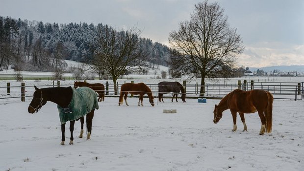 Je nach Pferd und Situation entscheiden: Gedeckte und ungedeckte Pferde auf der Winterweide. (Bild LZ Liebegg)