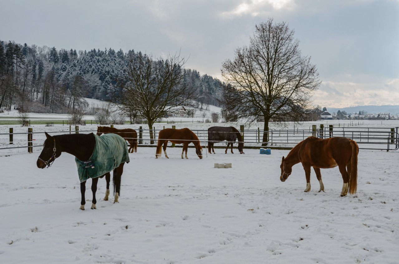 Je nach Pferd und Situation entscheiden: Gedeckte und ungedeckte Pferde auf der Winterweide. (Bild LZ Liebegg)
