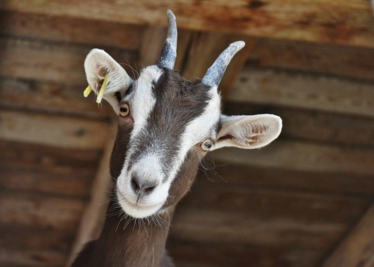 Der Bauer geht davon aus, dass die Ziege einen Fremdkörper im Dürrfutter gefressen hat. (Symbolbild Pixabay)
