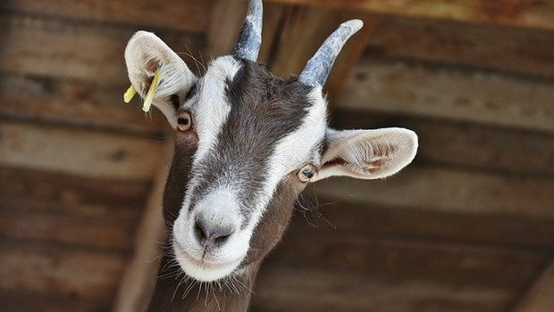 Der Bauer geht davon aus, dass die Ziege einen Fremdkörper im Dürrfutter gefressen hat. (Symbolbild Pixabay)