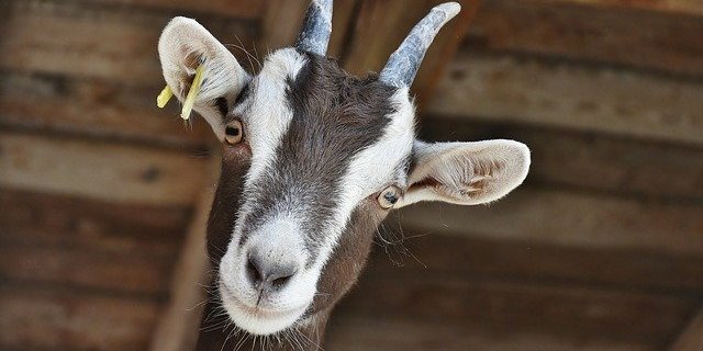 Der Bauer geht davon aus, dass die Ziege einen Fremdkörper im Dürrfutter gefressen hat. (Symbolbild Pixabay)