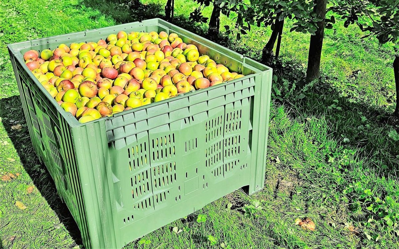 Die Ernte in den Obstanlagen läuft und die Paloxen werden wieder mit schönen Äpfeln und Birnen gefüllt. 