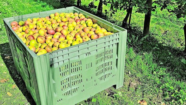 Die Ernte in den Obs Die Ernte in den Obstanlagen läuft und die Paloxen werden wieder mit schönen Äpfeln und Birnen gefüllt.