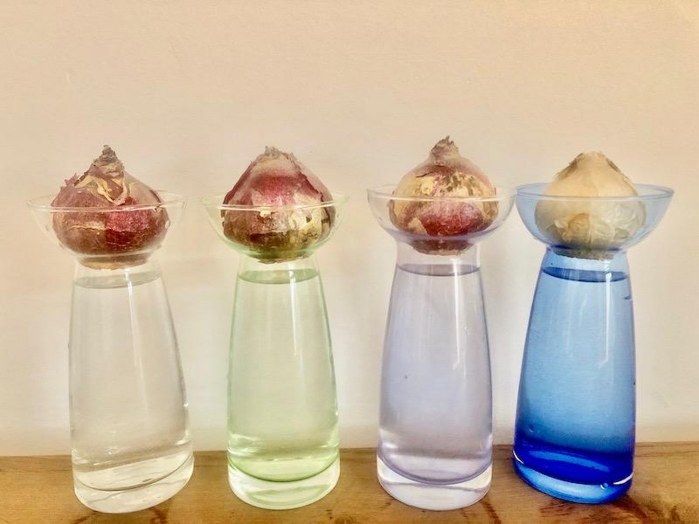 Frisch angesetzte Hyazinthenzwiebeln im Glas: zuerst werden sich Wurzeln bilden, dann die Blütentriebe. (Bild et)