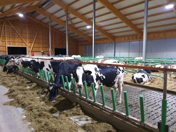 Vor einem Jahr sind die Kühe von Andreas Friedli aus dem Anbindestall in einen neuen Laufstall mit AMS gezogen. Der Landwirt achtet auf eine gute Futtereffizienz bei einer hohen Grundfutterleistung. (Bild Ruth Aerni)