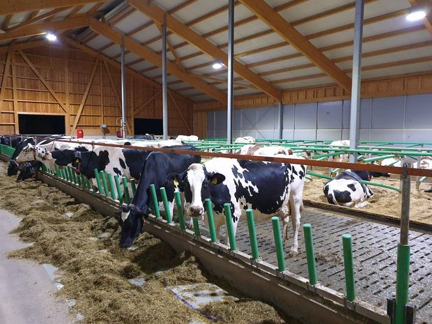 Vom Anbinde- zum Laufstall: Milchproduzent Friedli schildert seine Erfahrungen Vor einem Jahr sind die Kühe von Andreas Friedli aus dem Anbindestall in einen neuen Laufstall mit AMS gezogen. Der Landwirt achtet auf eine gute Futtereffizienz bei einer hohen Grundfutterleistung. (Bild Ruth Aerni)