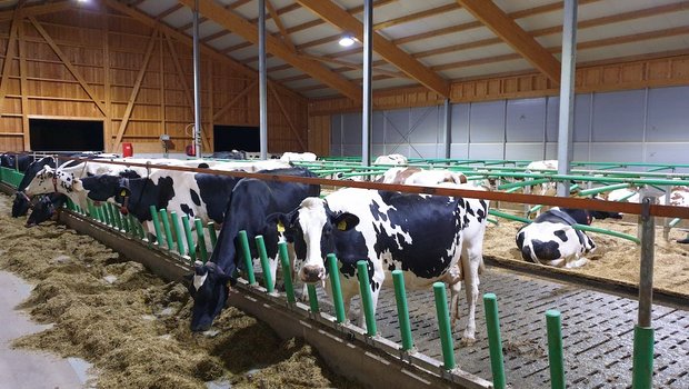 Vor einem Jahr sind die Kühe von Andreas Friedli aus dem Anbindestall in einen neuen Laufstall mit AMS gezogen. Der Landwirt achtet auf eine gute Futtereffizienz bei einer hohen Grundfutterleistung. (Bild Ruth Aerni)
