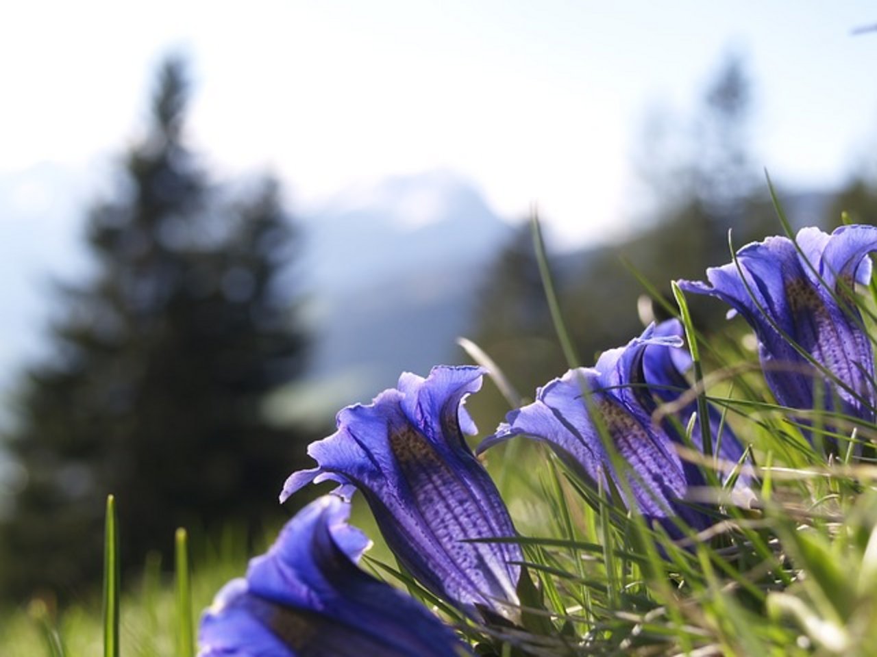 Alpenpflanzen wie der Enzian sind an die Bedingungen auf einer bestimmten Höhe angepasst. Offenbar schreitet der Klimawandel heute zu schnell voran und sie können sich nicht rechtzeitig neu anpassen. (Bild Pixabay)