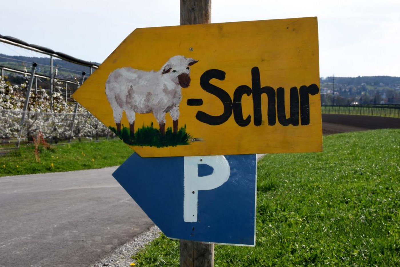 Hier geht es zur Schafschur.