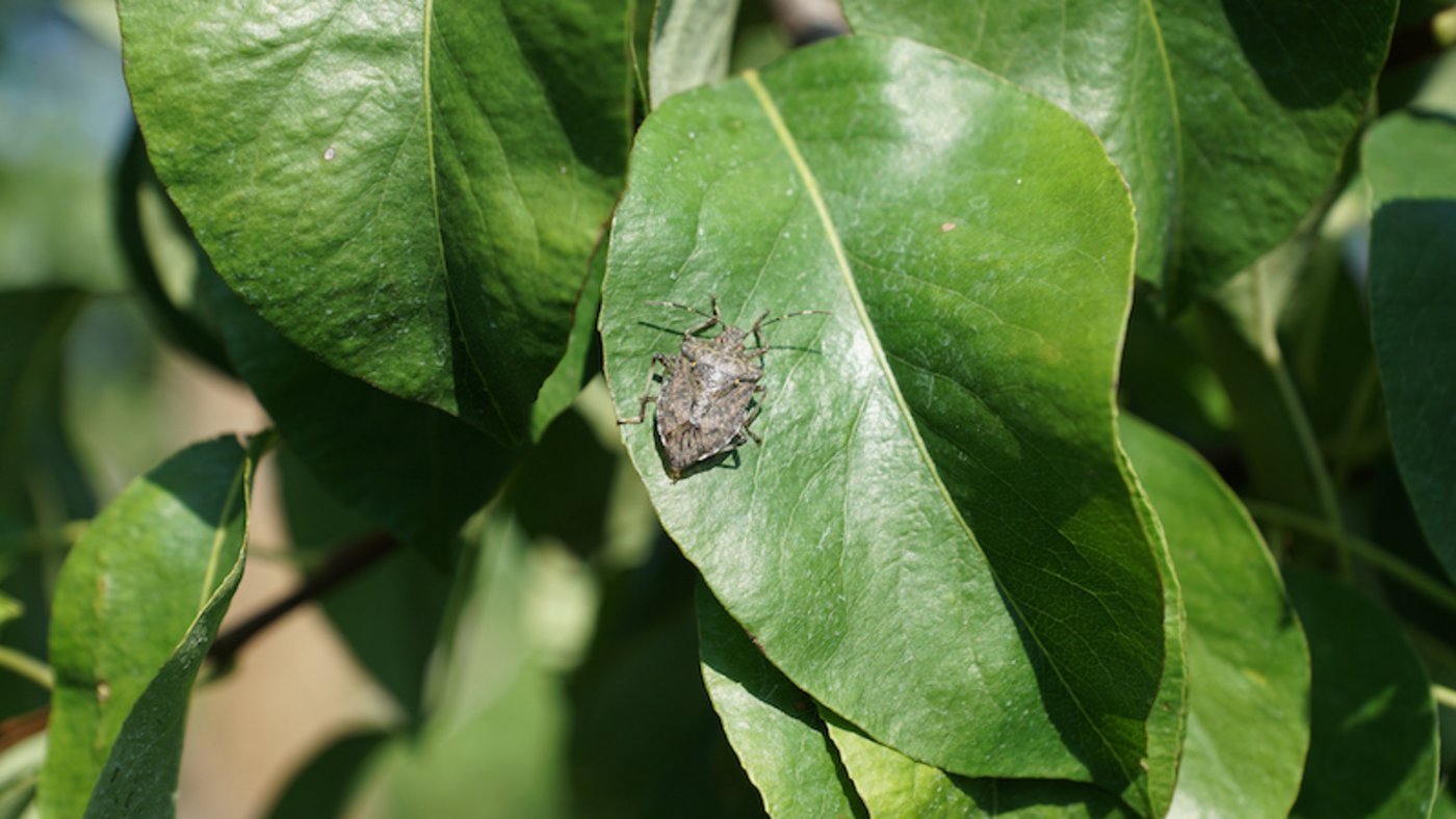 Die Baumwanze kommt ursprünglich aus Asien. 