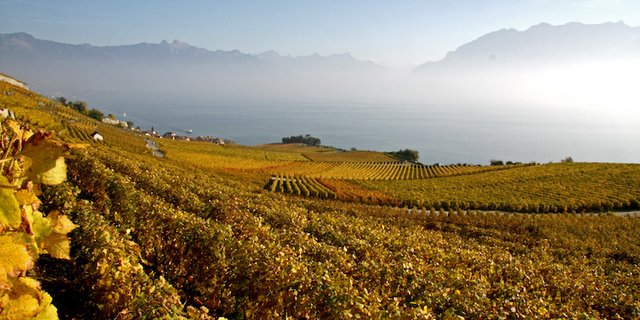 Die Genfersee-Weine stehen im Fokus des Festes. (Juliette Repond/landwirtschaft.ch)