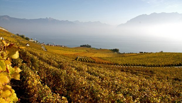Die Genfersee-Weine stehen im Fokus des Festes. (Juliette Repond/landwirtschaft.ch)