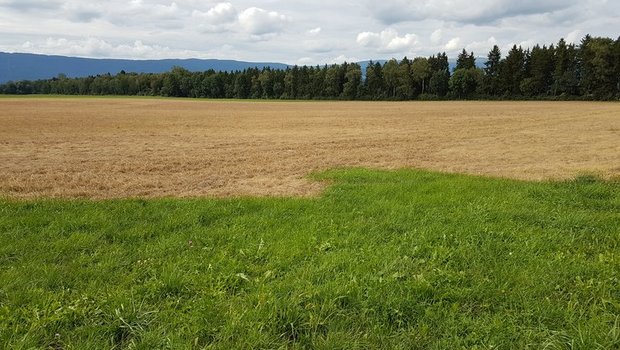 Der Einsatz des Unkrautvernichters Glyphosat ist umstritten. (Symbolbild pd)
