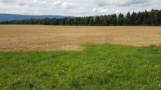 Der Einsatz des Unkrautvernichters Glyphosat ist umstritten. (Symbolbild pd)