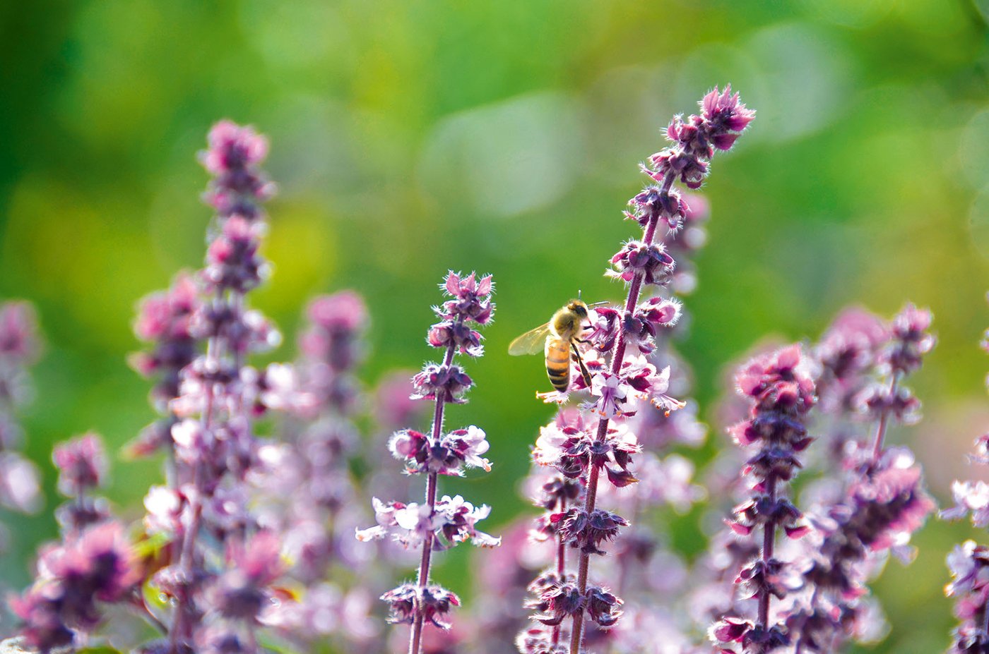 Zwar hört Basilikum bei der Blüte mit dem Wachstum auf,  sie sind aber wertvoll für Insekten und wie die Blätter essbar. (Bild Media Concept Schweiz, ACK)