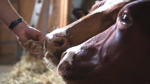 Agolin® Ruminant soll werde Milchkühen gut akzeptiert und soll deren Verdauung verbessern, um die Futtereffizienz steigen und den Methanausstoss sinken zu lassen. (Bild Fenaco)