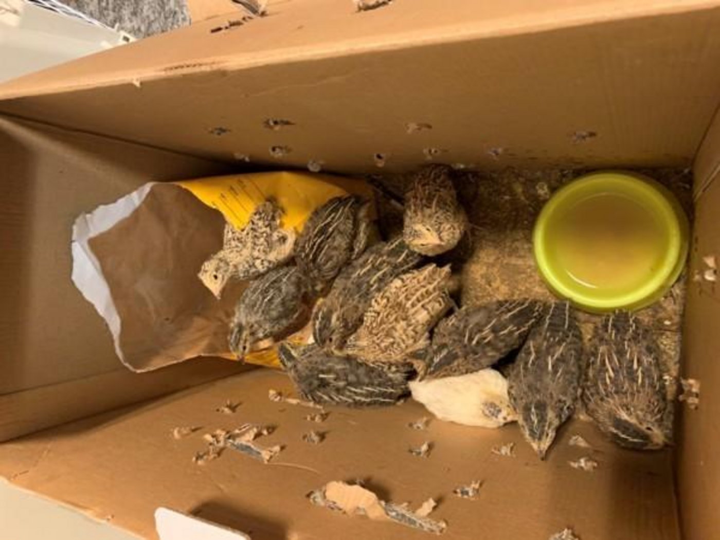 Die Polizei fand die Tiere in einer Kartonschachtel vor. (Bild Stapo Uster)