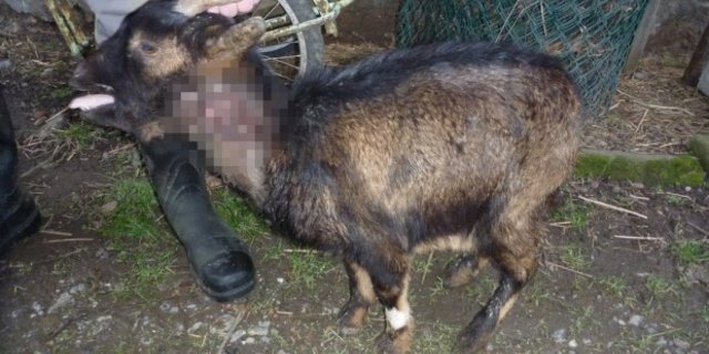 Die Polizei geht davon aus, dass der Besitzer die Ziege entsorgte in der Annahme, sie sei tot. (Bild Kapo Zürich)