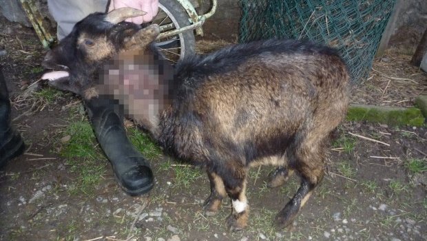 Die Polizei geht davon aus, dass der Besitzer die Ziege entsorgte in der Annahme, sie sei tot. (Bild Kapo Zürich)