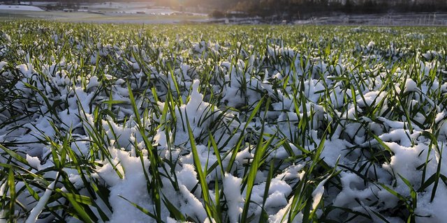 Der Temperatursturz hat das Wachstum kurzzeitig abgebremst. Pflanzenschutzmassnahmen sind zu dieser Zeit nicht sinnvoll. (Bild David Perler)
