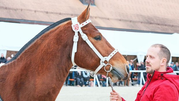 Der diesjährige Sieg Der diesjährige Siegerhengst Cashmir (Costard de Chatigani/Never BW) mit seinem stolzen Besitzer Mario Gandolfo.