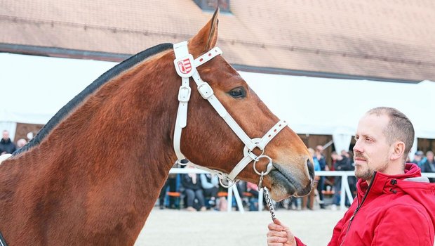 Der diesjährige Siegerhengst Cashmir (Costard de Chatigani/Never BW) mit seinem stolzen Besitzer Mario Gandolfo. 