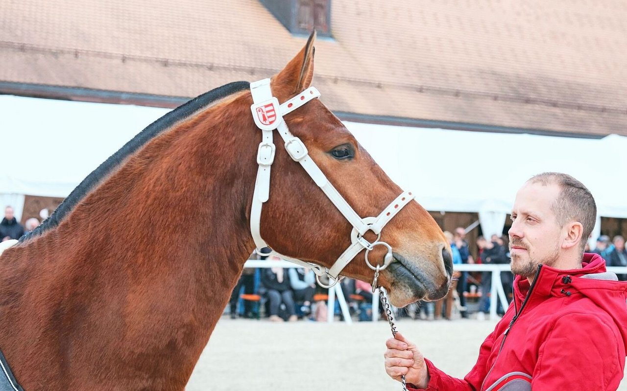 Der diesjährige Siegerhengst Cashmir (Costard de Chatigani/Never BW) mit seinem stolzen Besitzer Mario Gandolfo. 