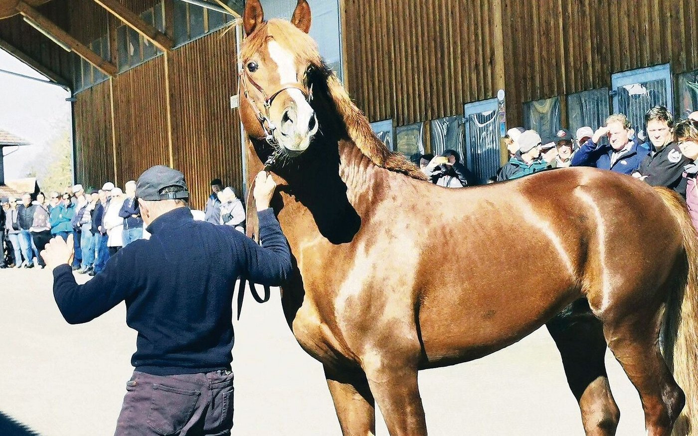 Voll motiviert: Der Freibergerhengst Cash zeigt sich in seiner vollen Pracht bereit für die Decksaison.