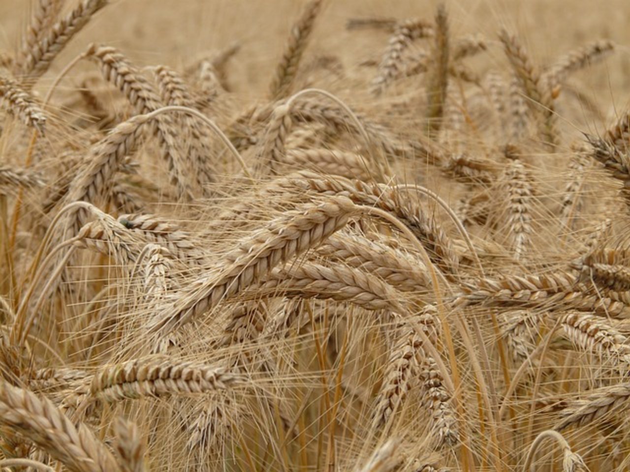 Russland könnten bis zu 39 Millionen Tonnen Getreide exportieren. (Bild pixabay)