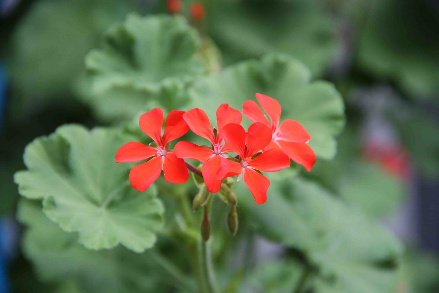 Die Blütenfarbe hat der "Scharlachpelargonie" ihren deutschen Namen verliehen.  