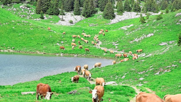 «Traditionell extens «Traditionell extensive Bewirtschaftung»: Alpaufzug am Sulsseeli im Berner Oberland.