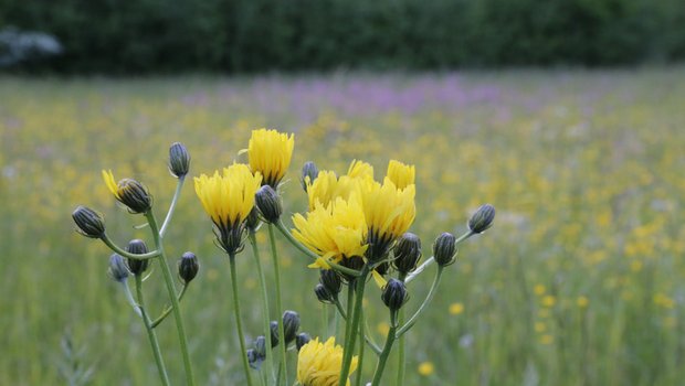 Biodiversität ist auch innerhalb der Schweizer Agrarpolitik ein wichtiges Thema. (Bild ji)