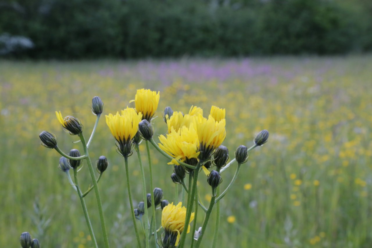 Biodiversität ist auch innerhalb der Schweizer Agrarpolitik ein wichtiges Thema. (Bild ji)