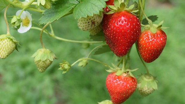Erdbeerpflanzen produzieren Früchte höherer Qualität, wenn sie von Insekten bestäubt werden. (Bild Pixabay)