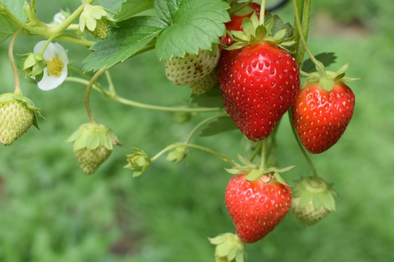 Erdbeerpflanzen produzieren Früchte höherer Qualität, wenn sie von Insekten bestäubt werden. (Bild Pixabay)
