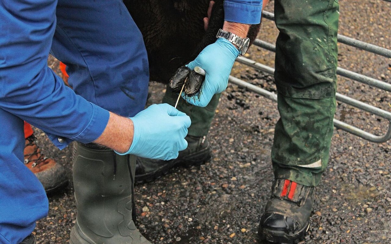 Zwei behandschuhte Hände nehmen mit einem Stäbchen eine Probe zwischen den Zehen eines schwarzen Schafs.