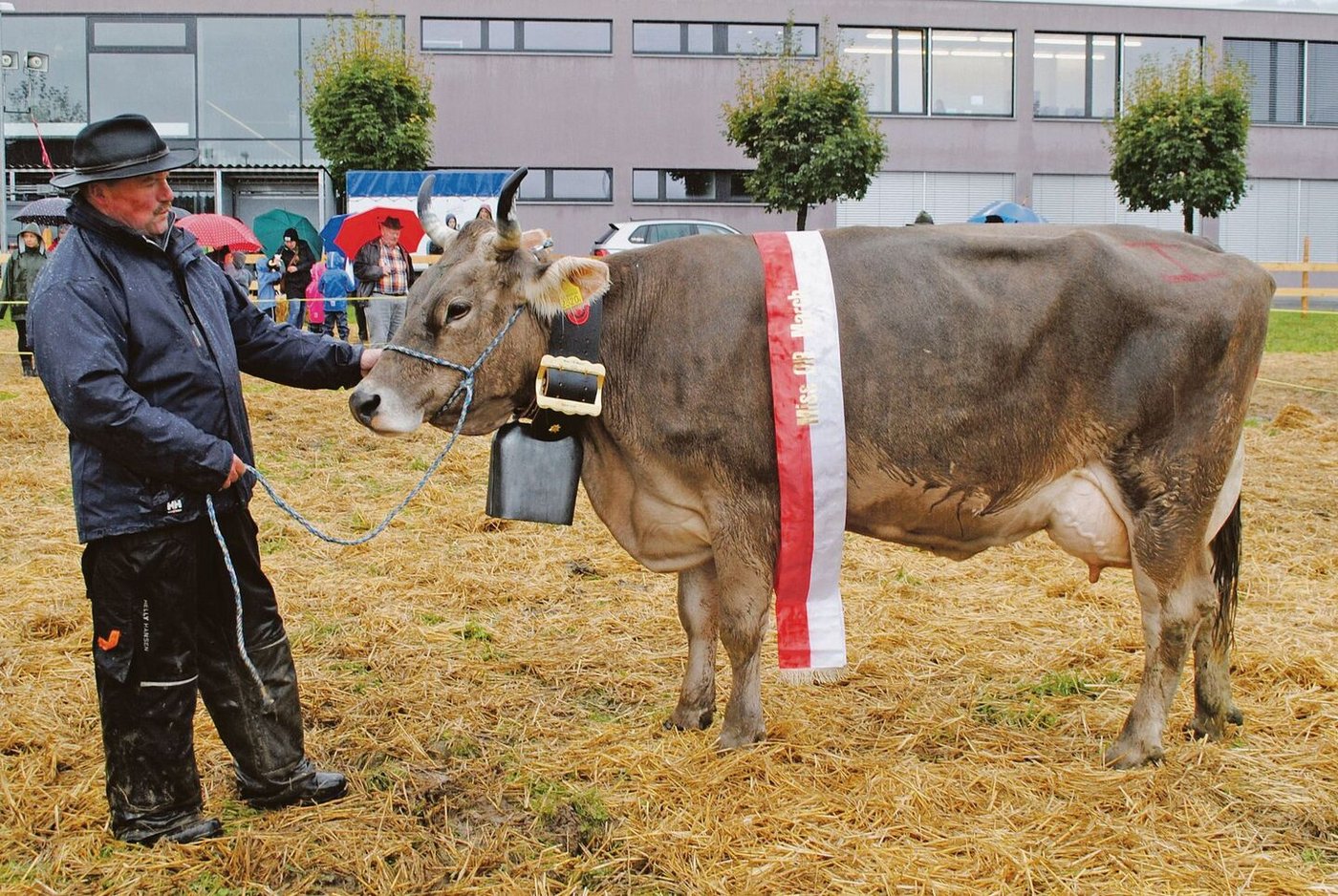 Miss March OB: Zweitmelkkuh Pirat Harfe von Urs Reichmuth, Altendorf.