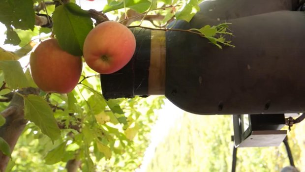 Anders als andere Modelle saugt der Roboter von Abundant Robotics die Äpfel ein, statt sie zu greifen. (Bild GoodFruitGrower)