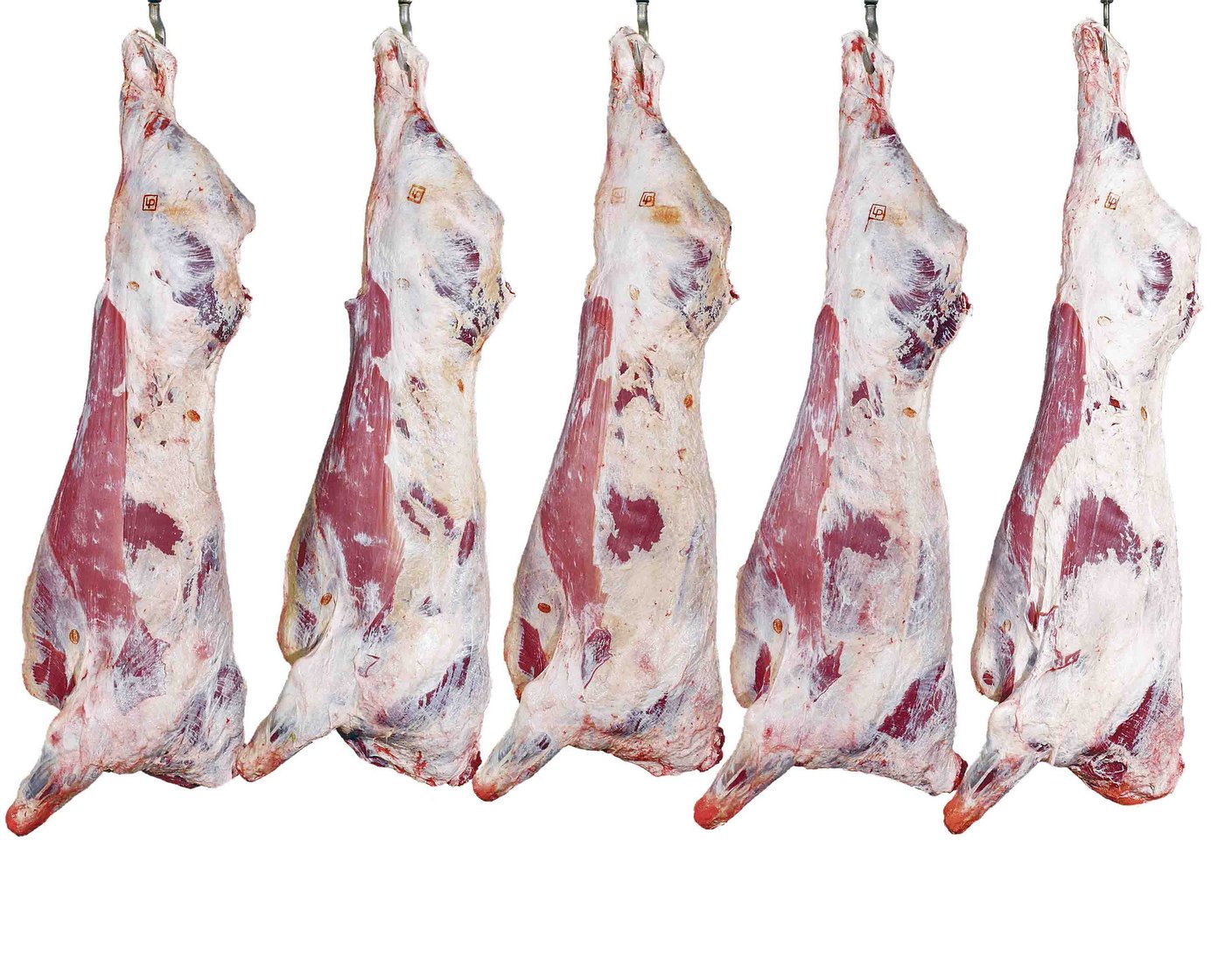 Munis nach CH-Tax aufgehängt. Links das vollfleischigste, rechts das leerfleischigste. 