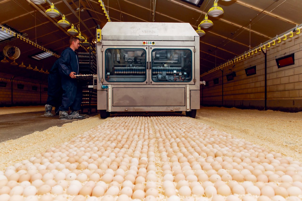 Ablage der bebrüteten Eier im Poulet-Maststall. Dort, wo sie zu liegen kommen, muss dicker eingestreut sein. (Bild NestBorn)