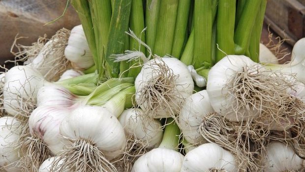 Knoblauch aus der Schweiz, hat es nicht leicht auf dem Markt. (Bild Klaus Eppele - Fotolia)