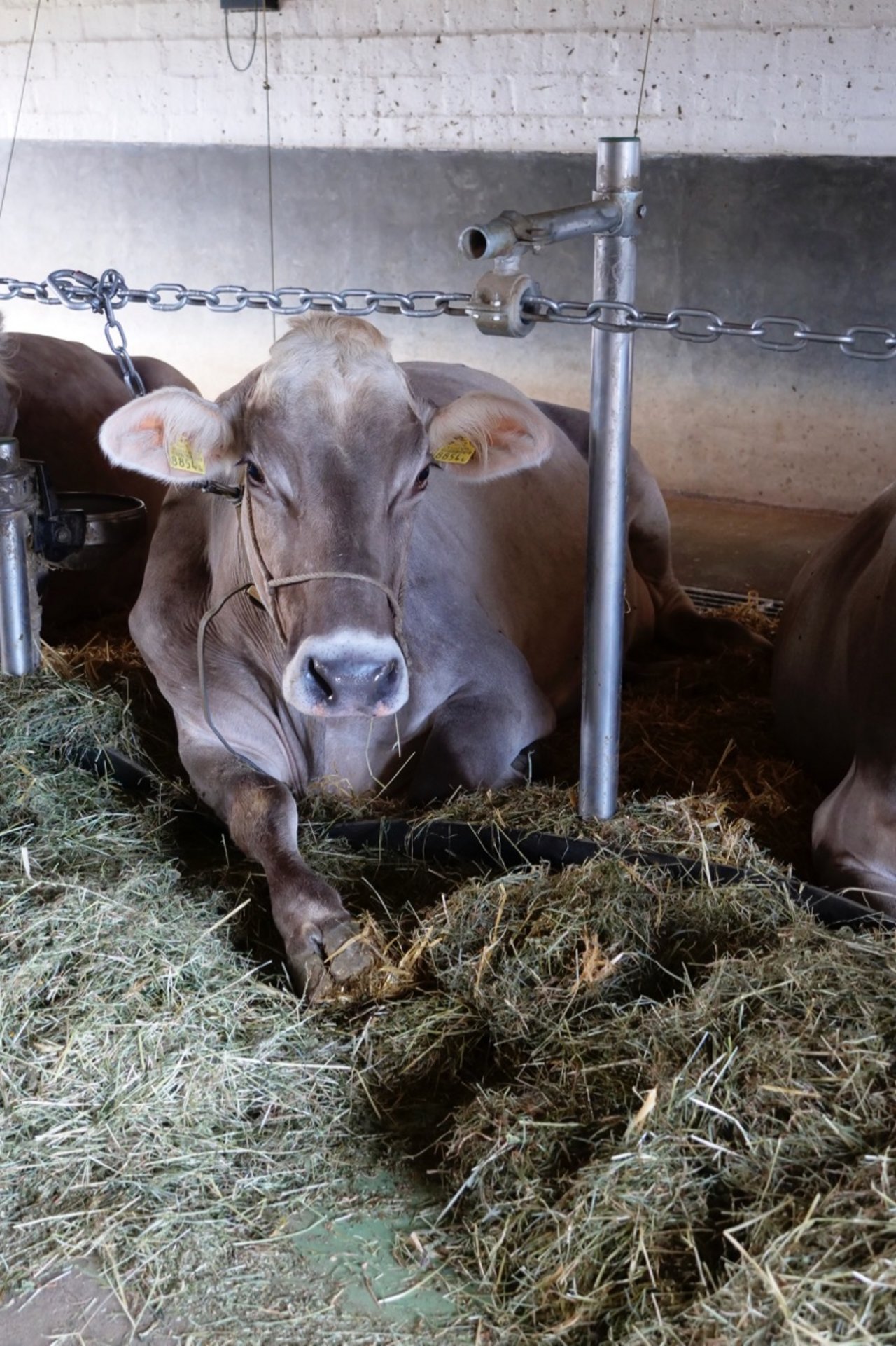 Betrieb von Atzigen: Eine Kuh streckt demonstrativ ihr Bein über den Gummilappen auf den Futtertisch. Bild: Martina Rüegger