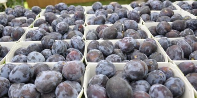 Die Bedingungen für die Zwetschgen waren heuer gut. (Bild lid)