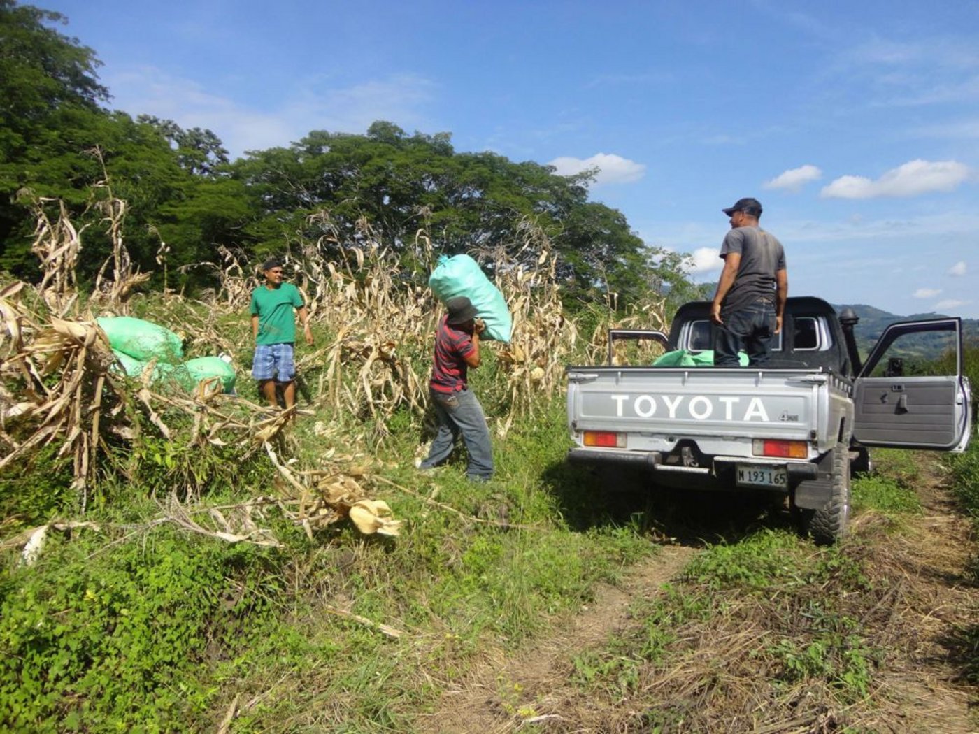 Am Feldrand werden die Maissäcke auf den Lastwagen geladen. (Bild: Mirka Lötscher)