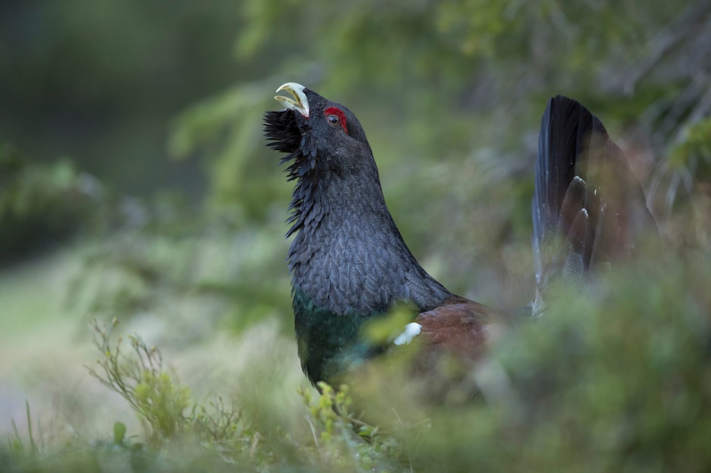 Auerhühner sind derartig scheu und schwer auffindbar, dass es eine Herausforderung ist, sie zu beringen und per Auge zu zählen. (Bild Vogelwarte Sempach / Marcel Burkhardt)