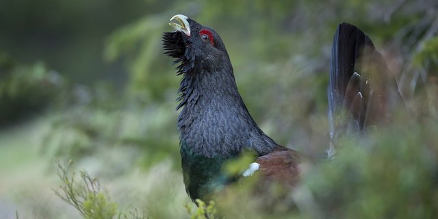 Auerhühner sind derartig scheu und schwer auffindbar, dass es eine Herausforderung ist, sie zu beringen und per Auge zu zählen. (Bild Vogelwarte Sempach / Marcel Burkhardt)